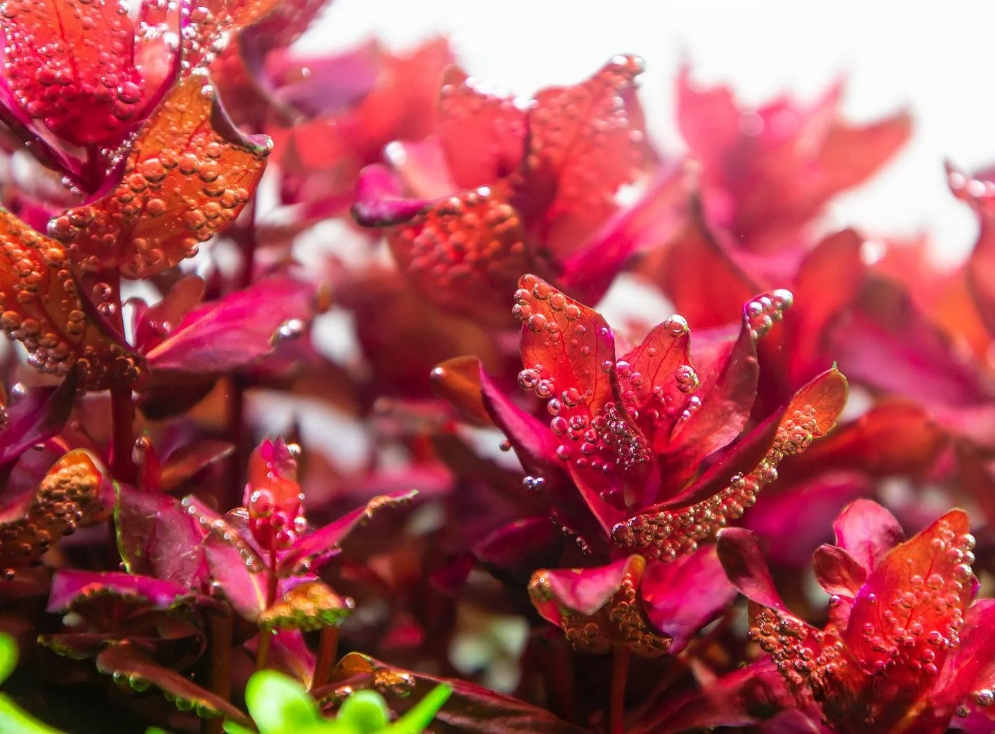 Rotala Macrandra Red