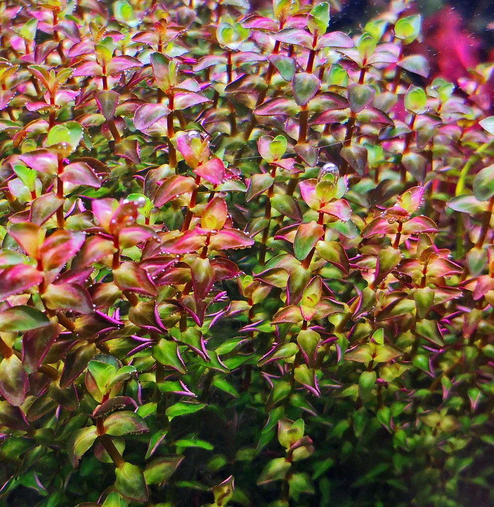 Rotala Macranda Pearl type-2