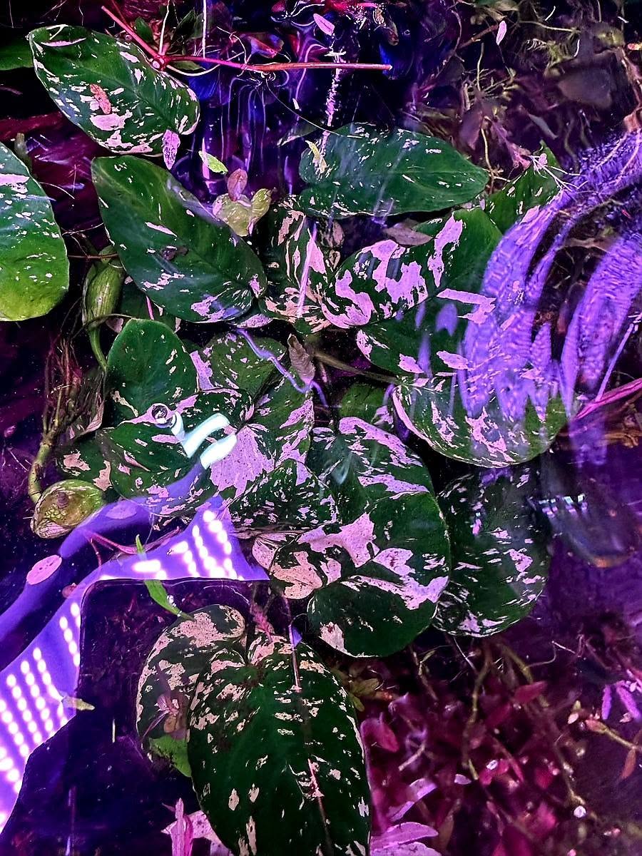 Anubias barteri var. King 