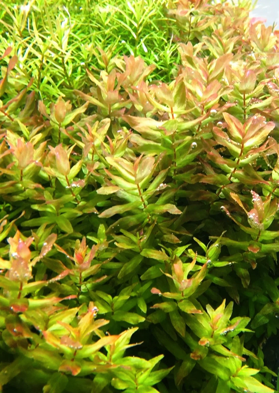 Rotala Macrandra Green
