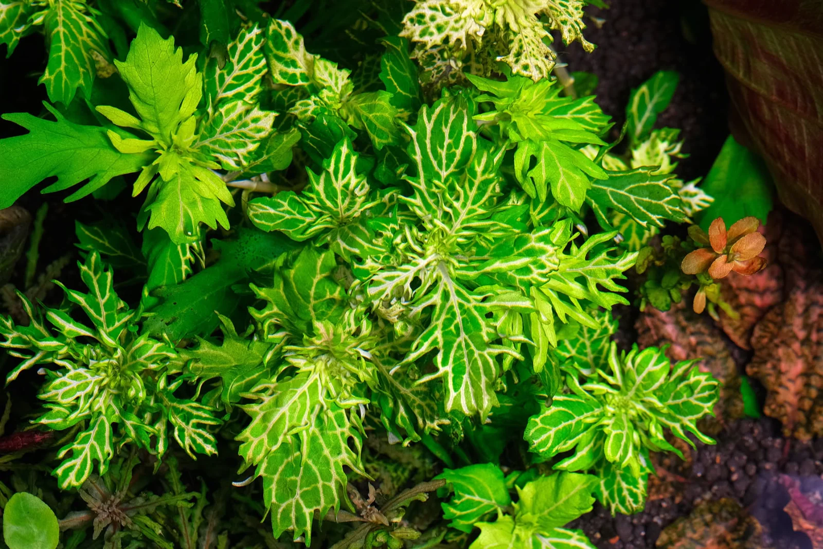 Hygrophila difformis 'Variegated'