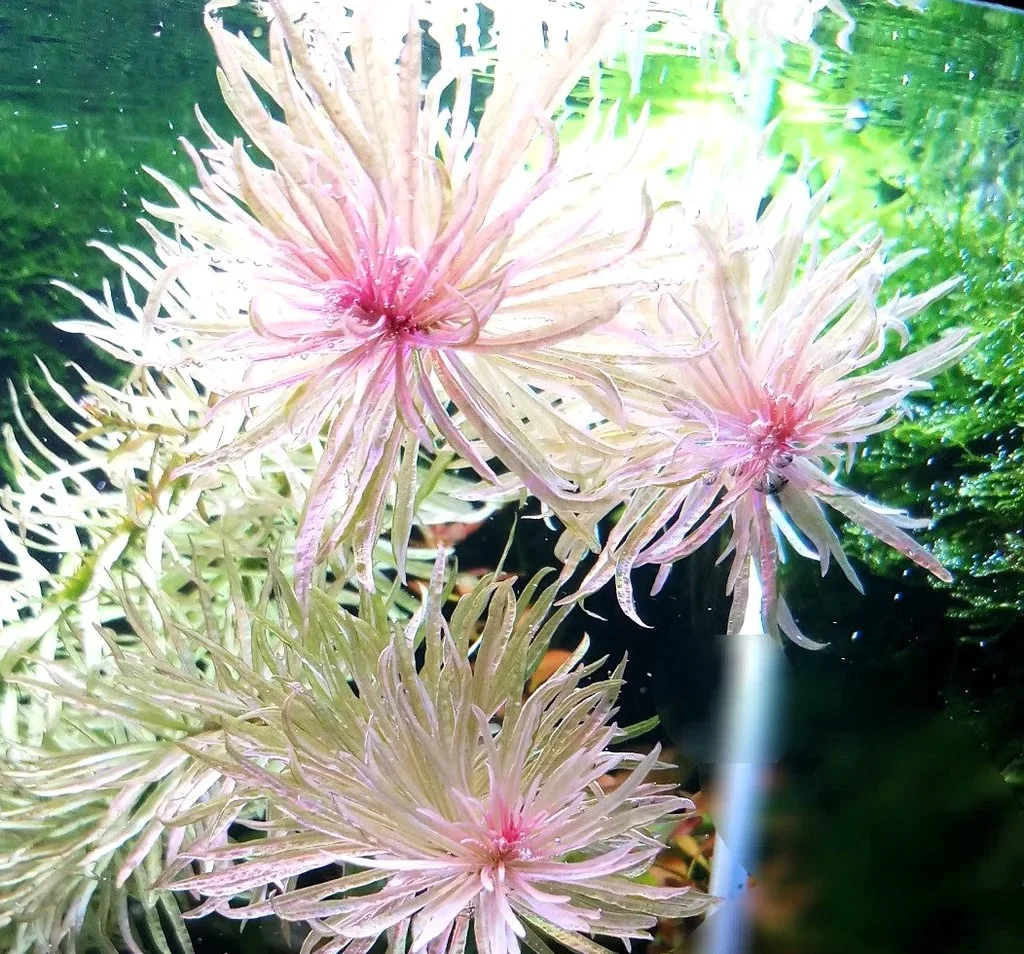 Ludwigia Inclinata var. Verticillata 'White'